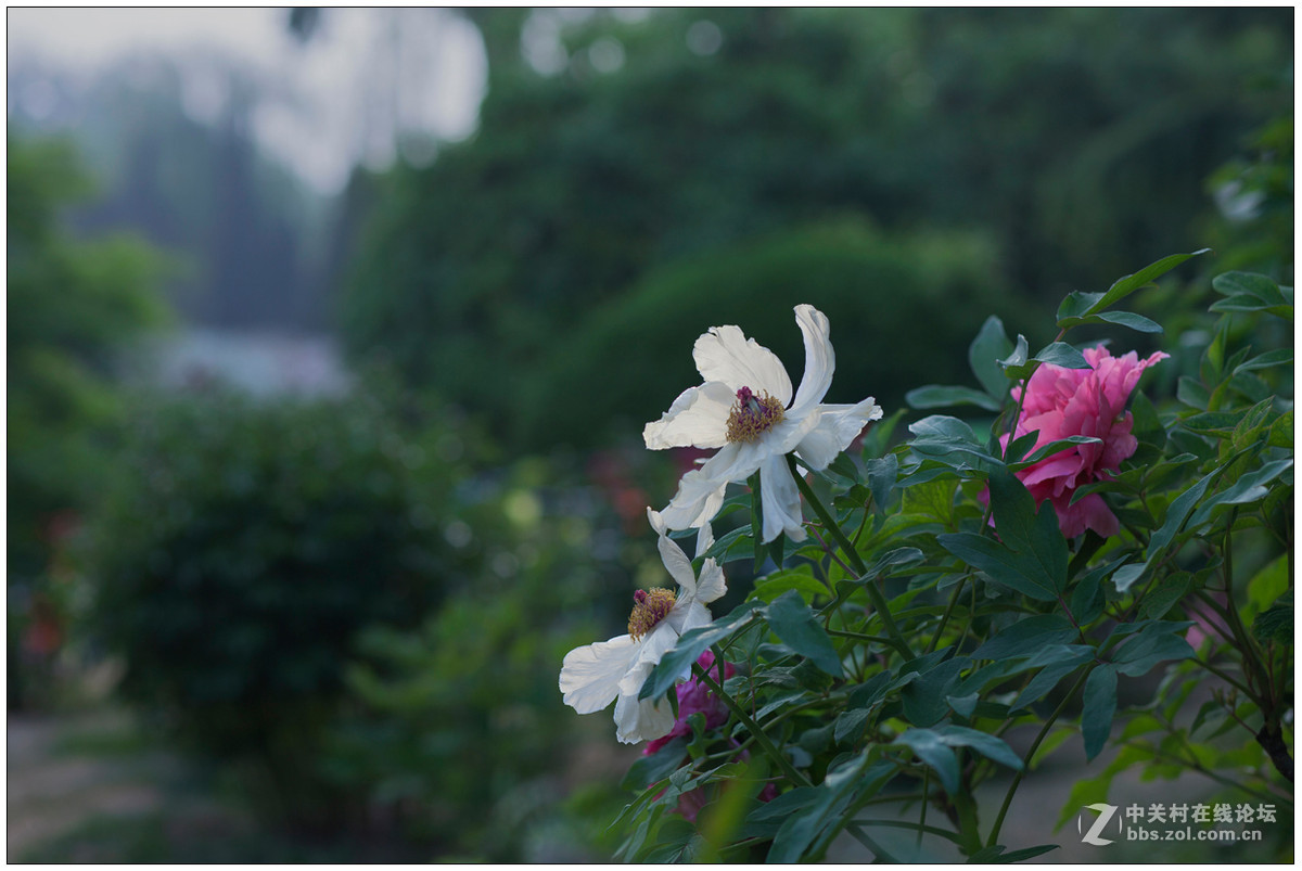百花之王--牡丹