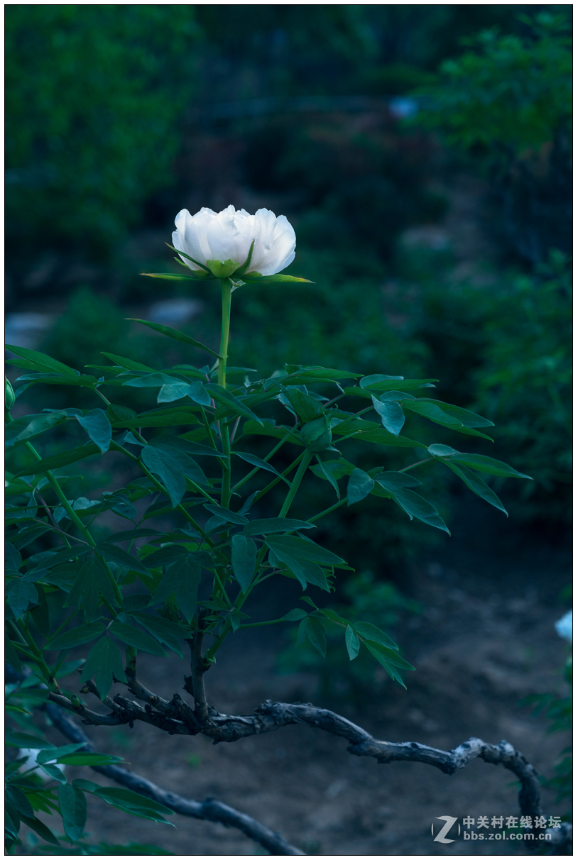 百花之王--牡丹