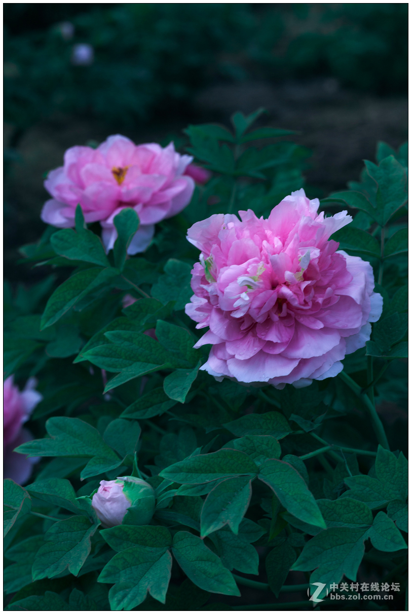 百花之王--牡丹