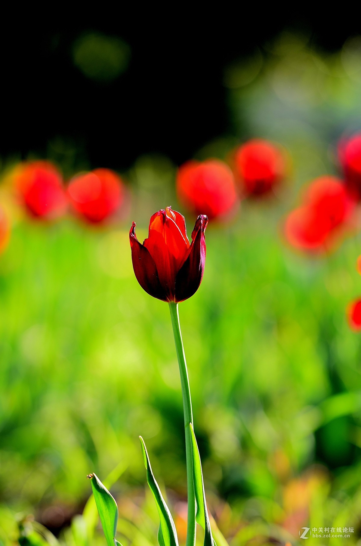 花卉世界160-盛开的郁金香
