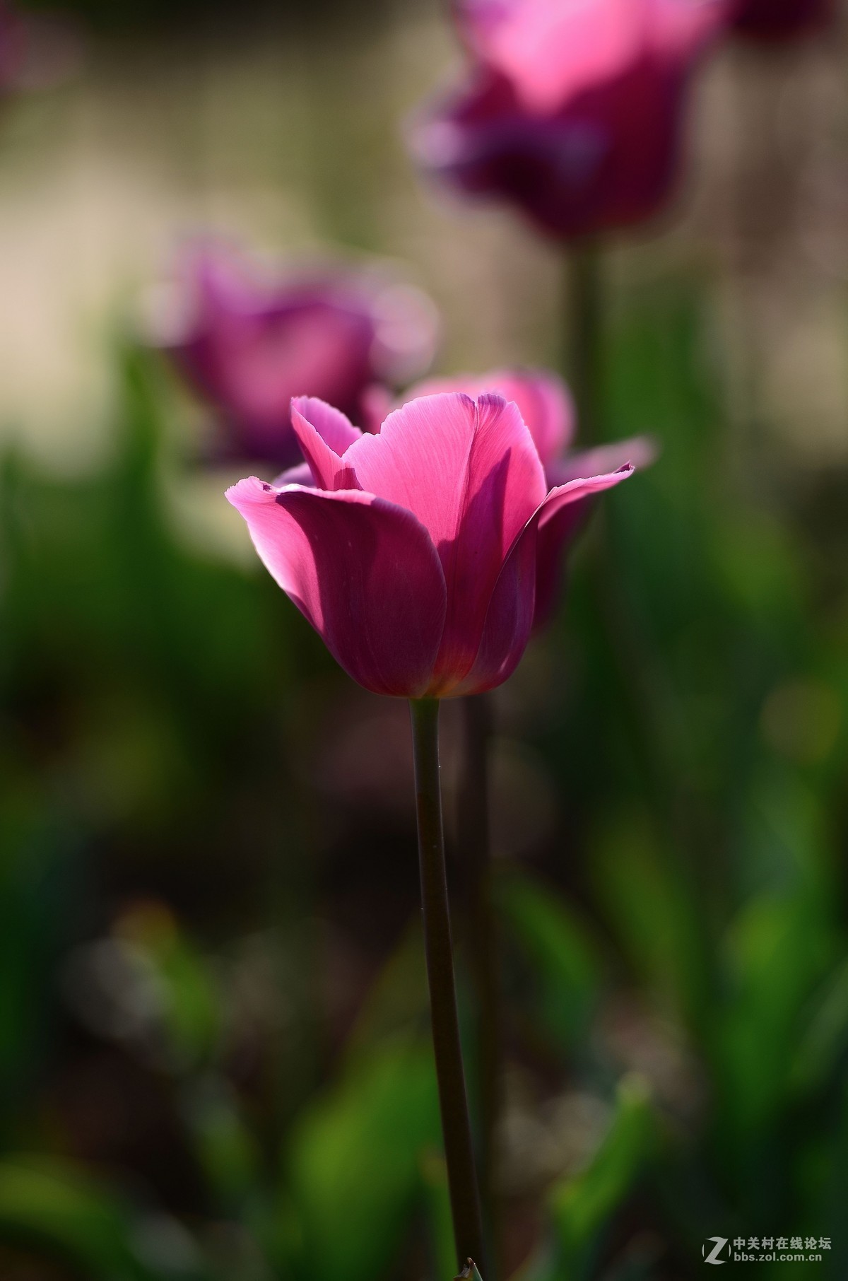 花卉世界160-盛开的郁金香