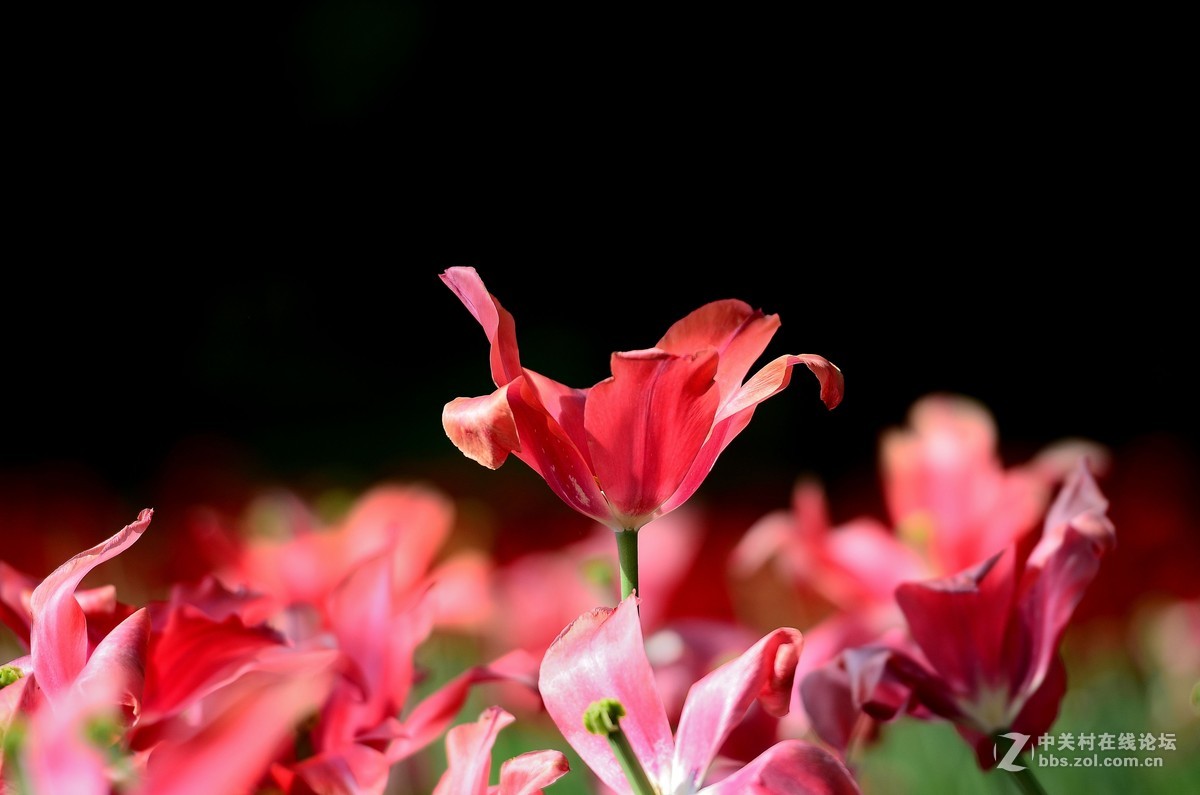 花卉世界160-盛开的郁金香