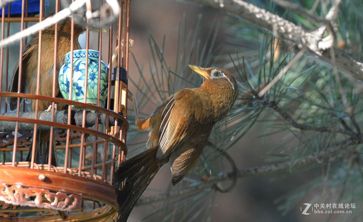 D700-300-4D-1.7增倍镜拍摄【鸟笼外的来访者-打架】