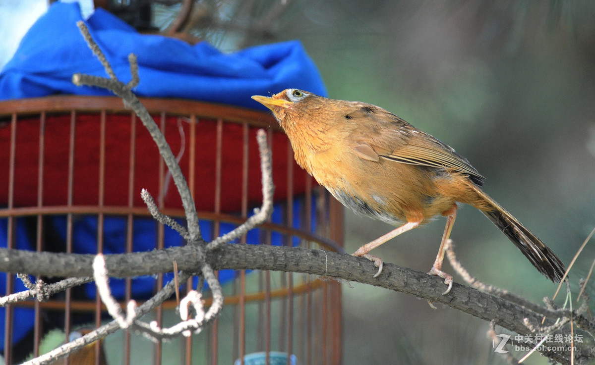 D700-300-4D-1.7增倍镜拍摄【鸟笼外的来访者-打架】