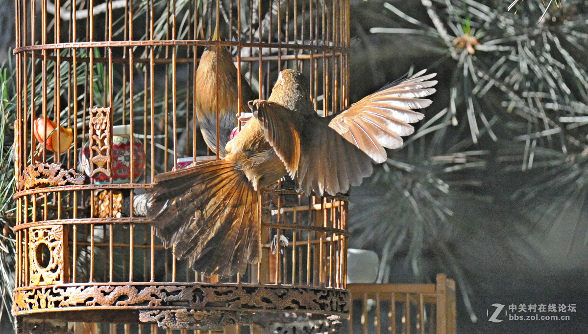 D700-300-4D-1.7增倍镜拍摄【鸟笼外的来访者-打架】