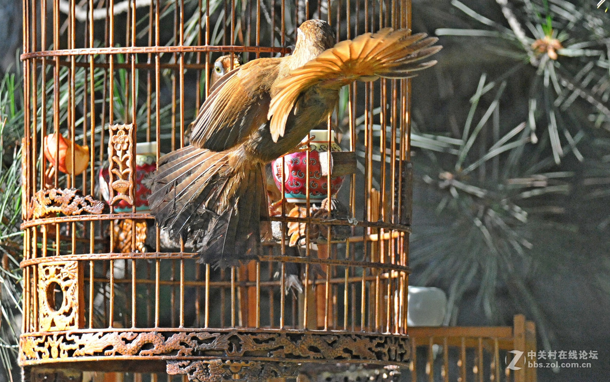 D700-300-4D-1.7增倍镜拍摄【鸟笼外的来访者-打架】