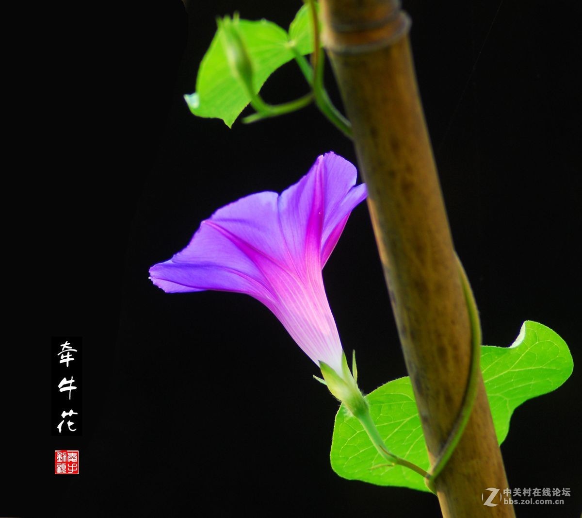 手动头拍牵牛花
