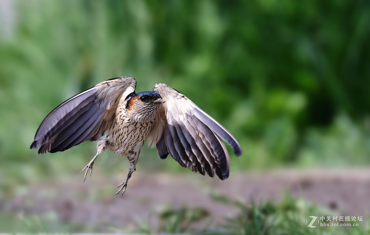 金腰燕衔泥筑巢忙