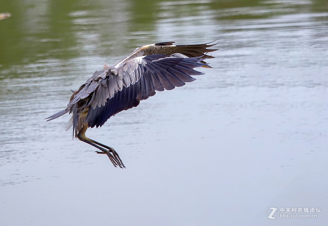 大连西山水库捕食红鱼 的苍鹭