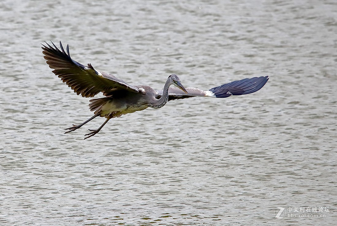 大连西山水库捕食红鱼 的苍鹭