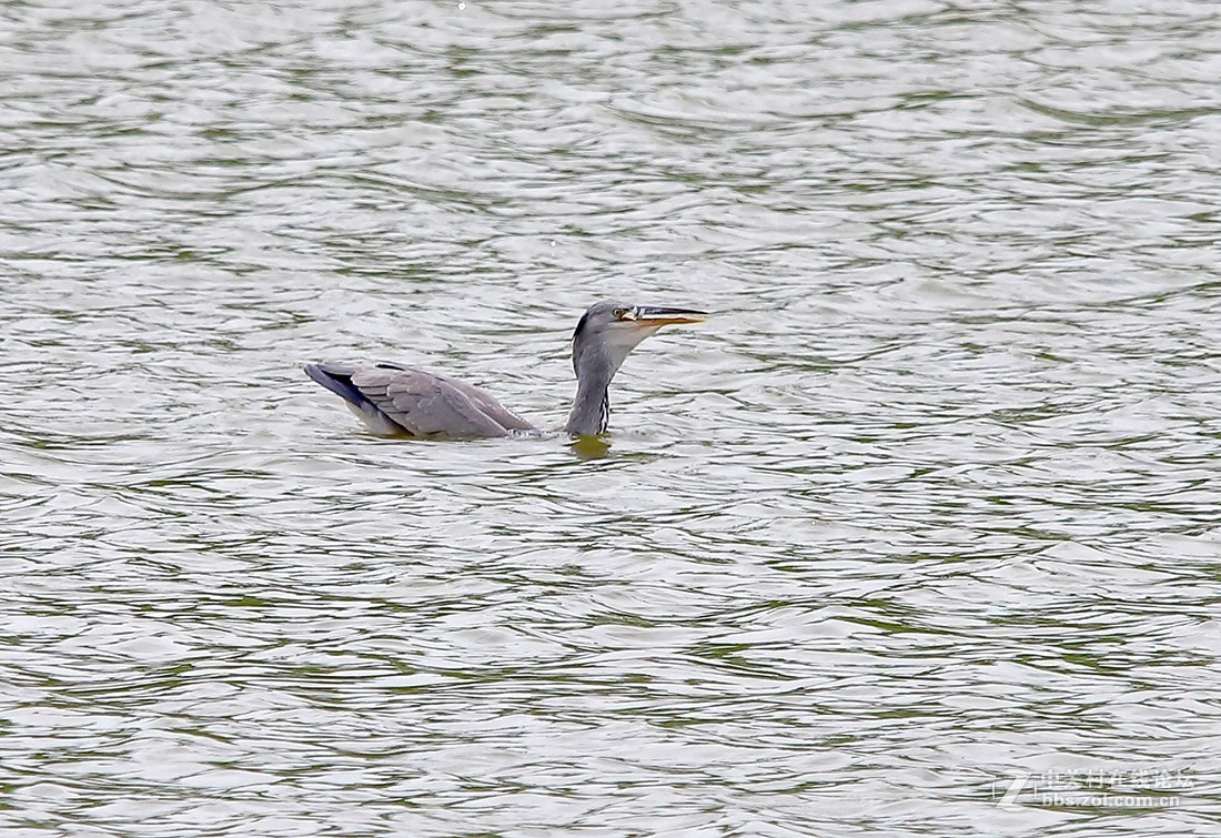 大连西山水库捕食红鱼 的苍鹭