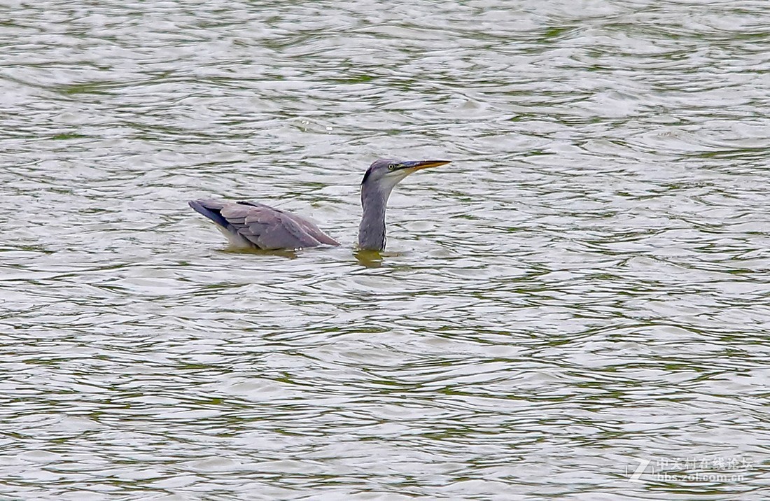 大连西山水库捕食红鱼 的苍鹭