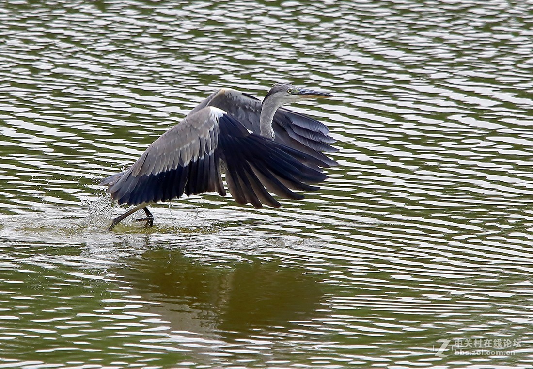 大连西山水库捕食红鱼 的苍鹭