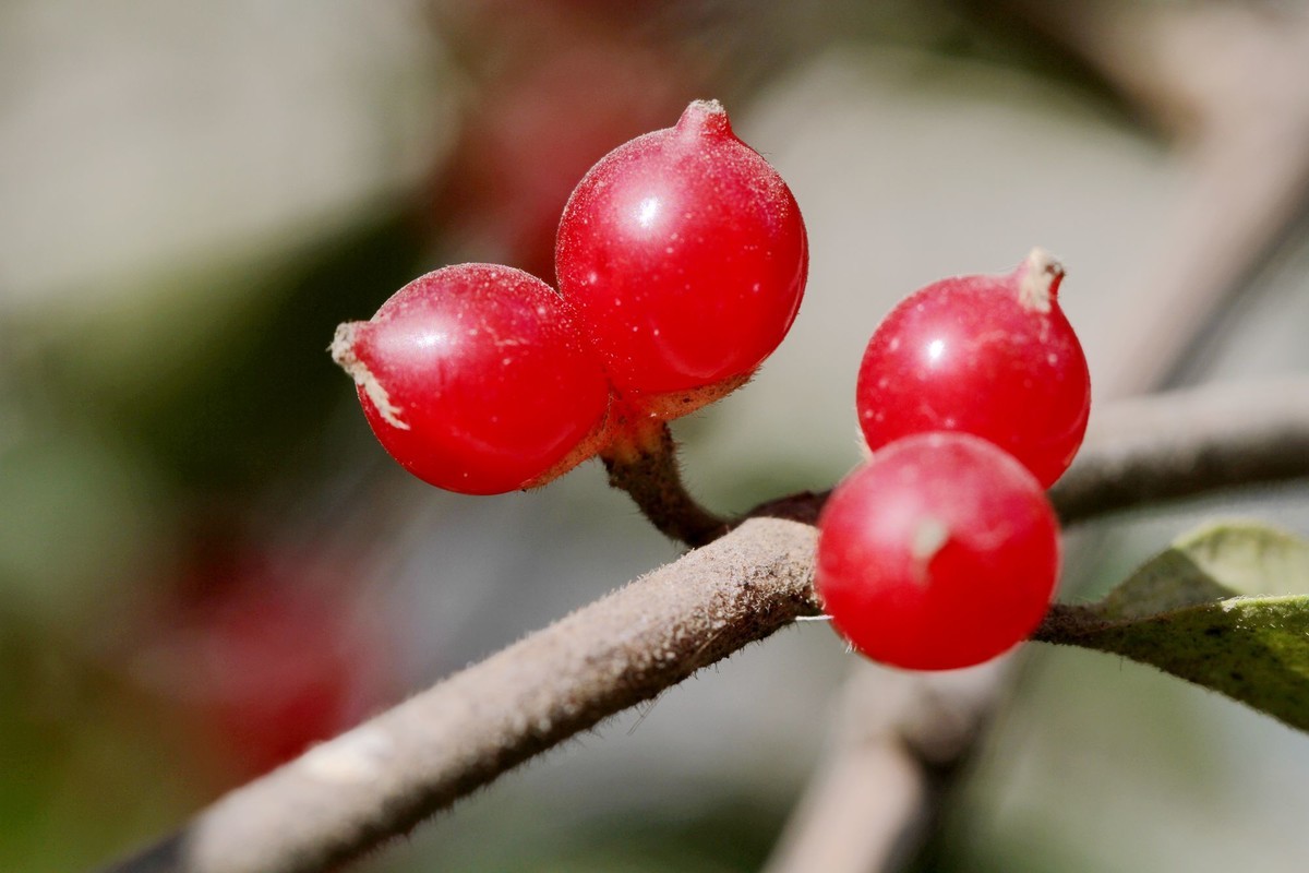 金银木浆果-中关村在线摄影论坛