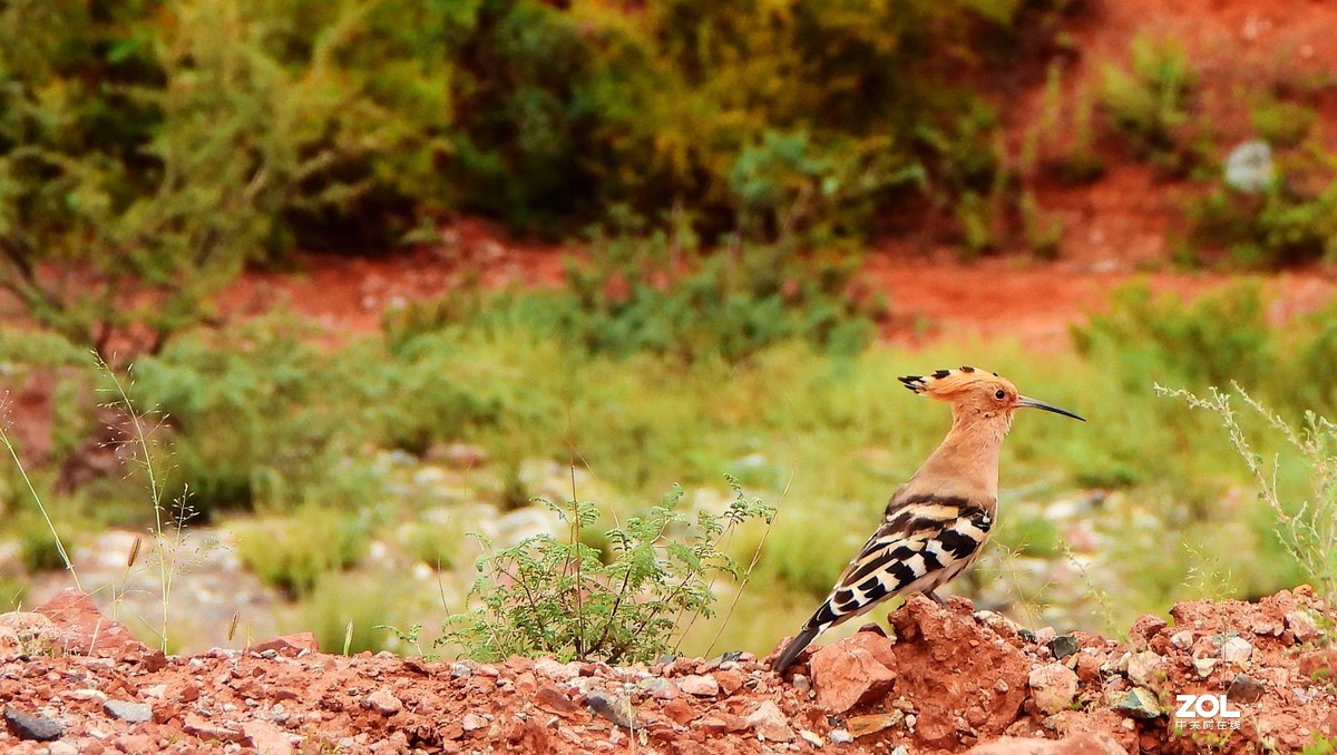 在八宿，打到一只戴胜