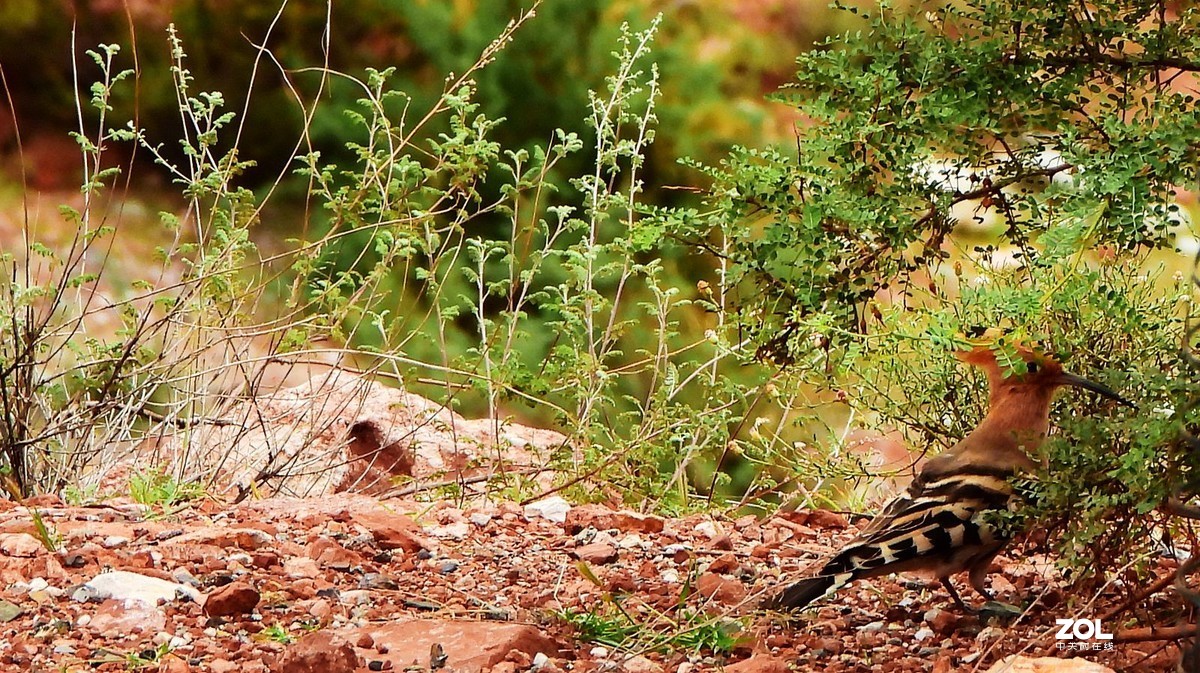 在八宿，打到一只戴胜