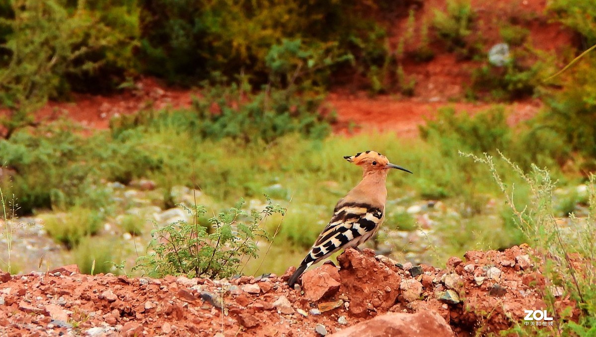 在八宿，打到一只戴胜