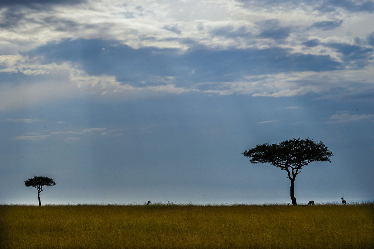 肯尼亚马赛马拉草原掠影---交作业