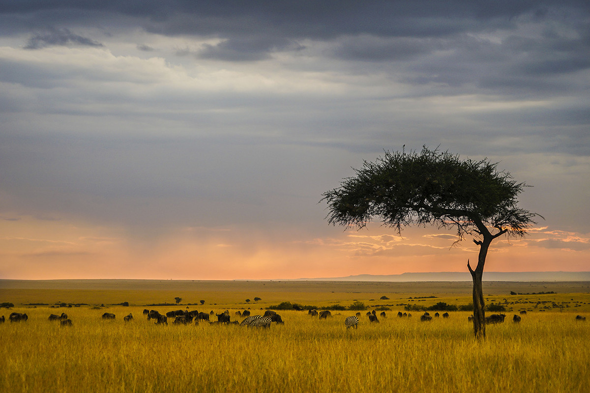 肯尼亚马赛马拉草原掠影---交作业