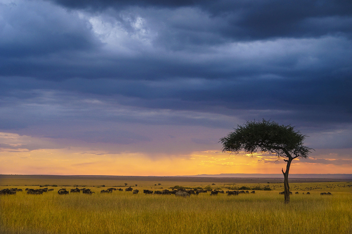 肯尼亚马赛马拉草原掠影---交作业