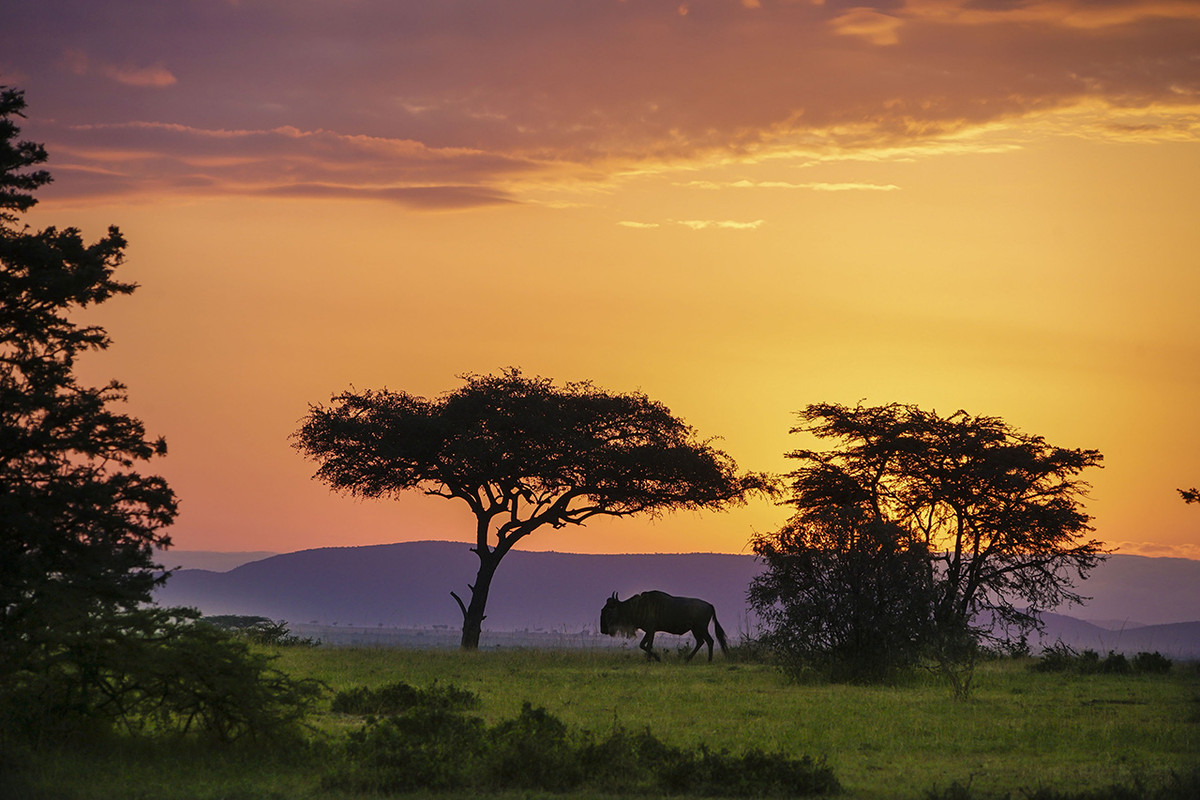 肯尼亚马赛马拉草原掠影---交作业