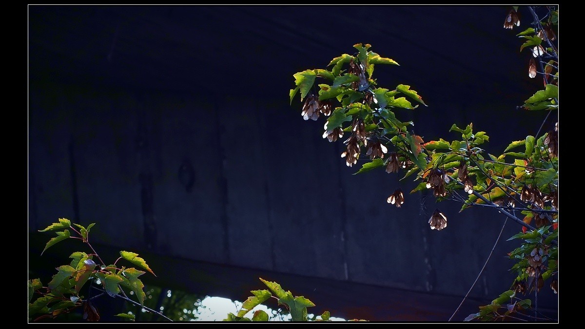 初到广州，带点啥呢？《知秋》。