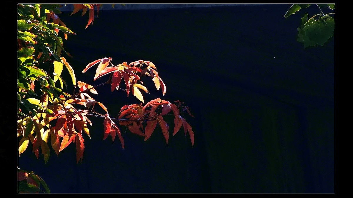 初到广州，带点啥呢？《知秋》。