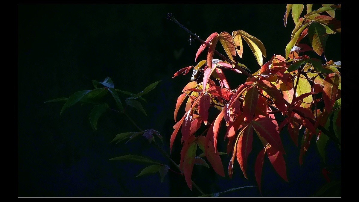 初到广州，带点啥呢？《知秋》。