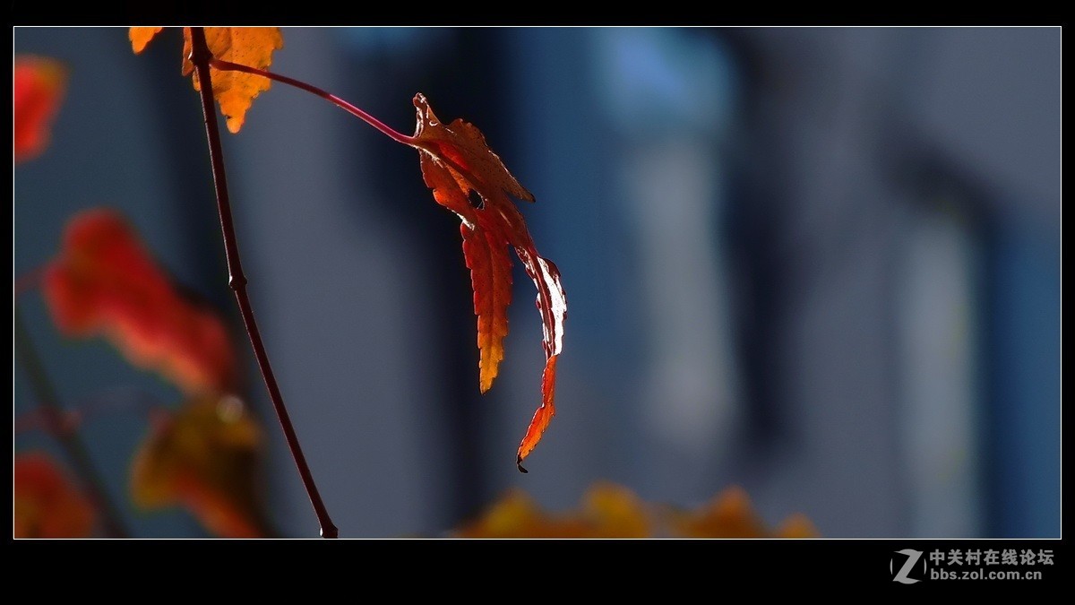 《秋叶一组》祝贺 清风光影I 宏展锦图再履新职！