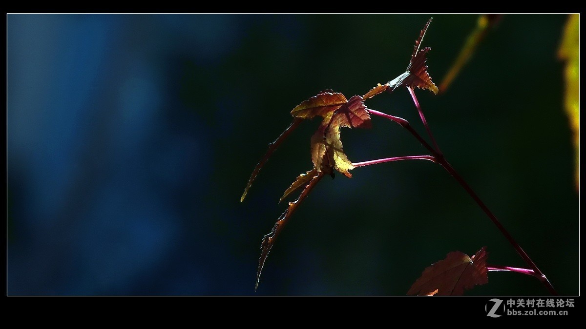 《秋叶一组》祝贺 清风光影I 宏展锦图再履新职！