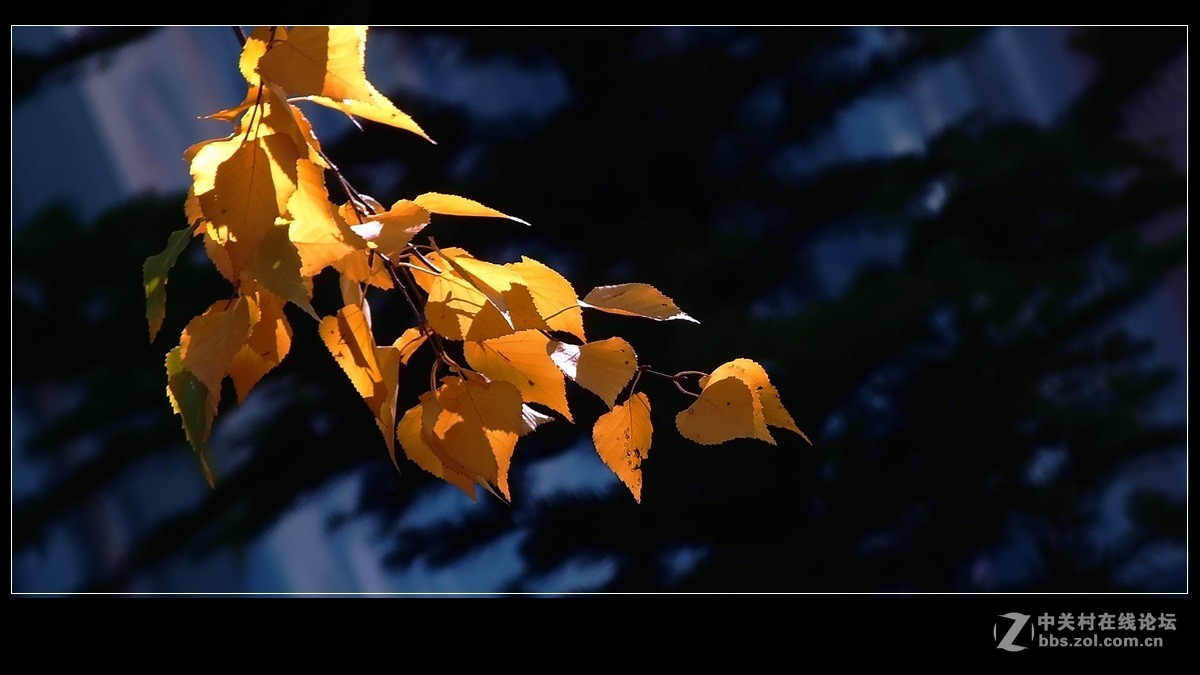 《秋叶一组》祝贺 清风光影I 宏展锦图再履新职！