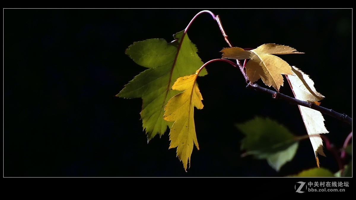 《秋叶一组》祝贺 清风光影I 宏展锦图再履新职！