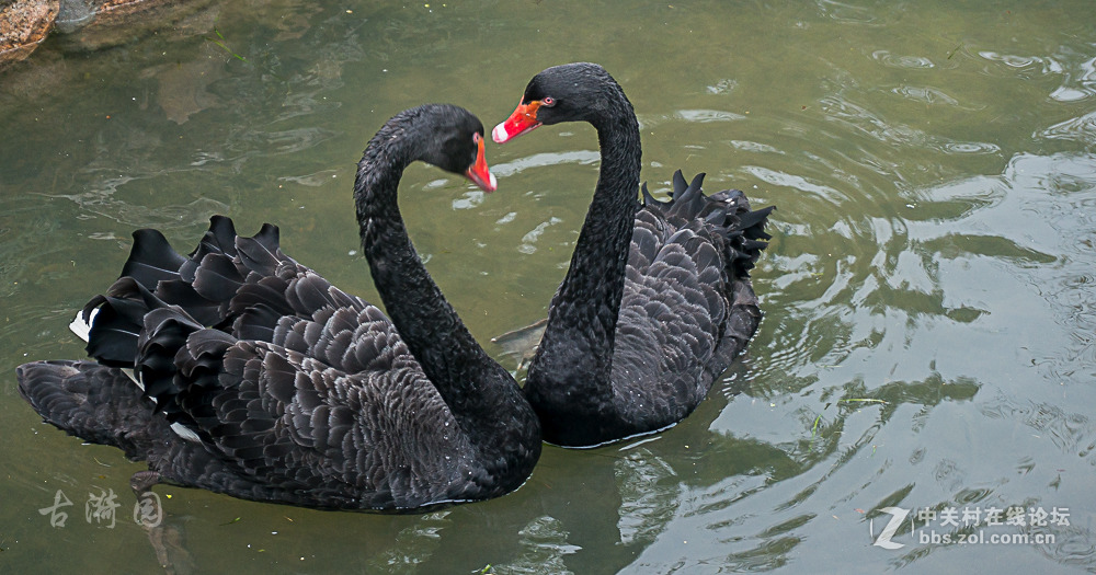 烟花易冷古漪园