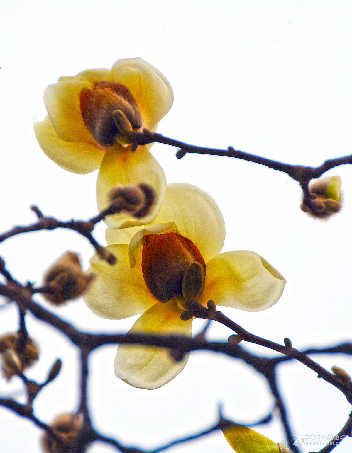 黄玉兰什么时候开花(黄玉兰花什么时候开花)