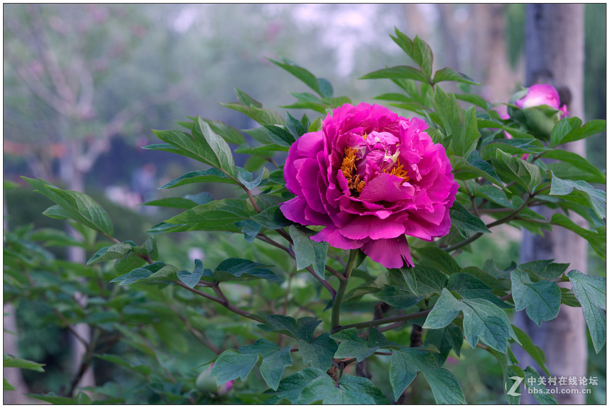 百花之王--牡丹