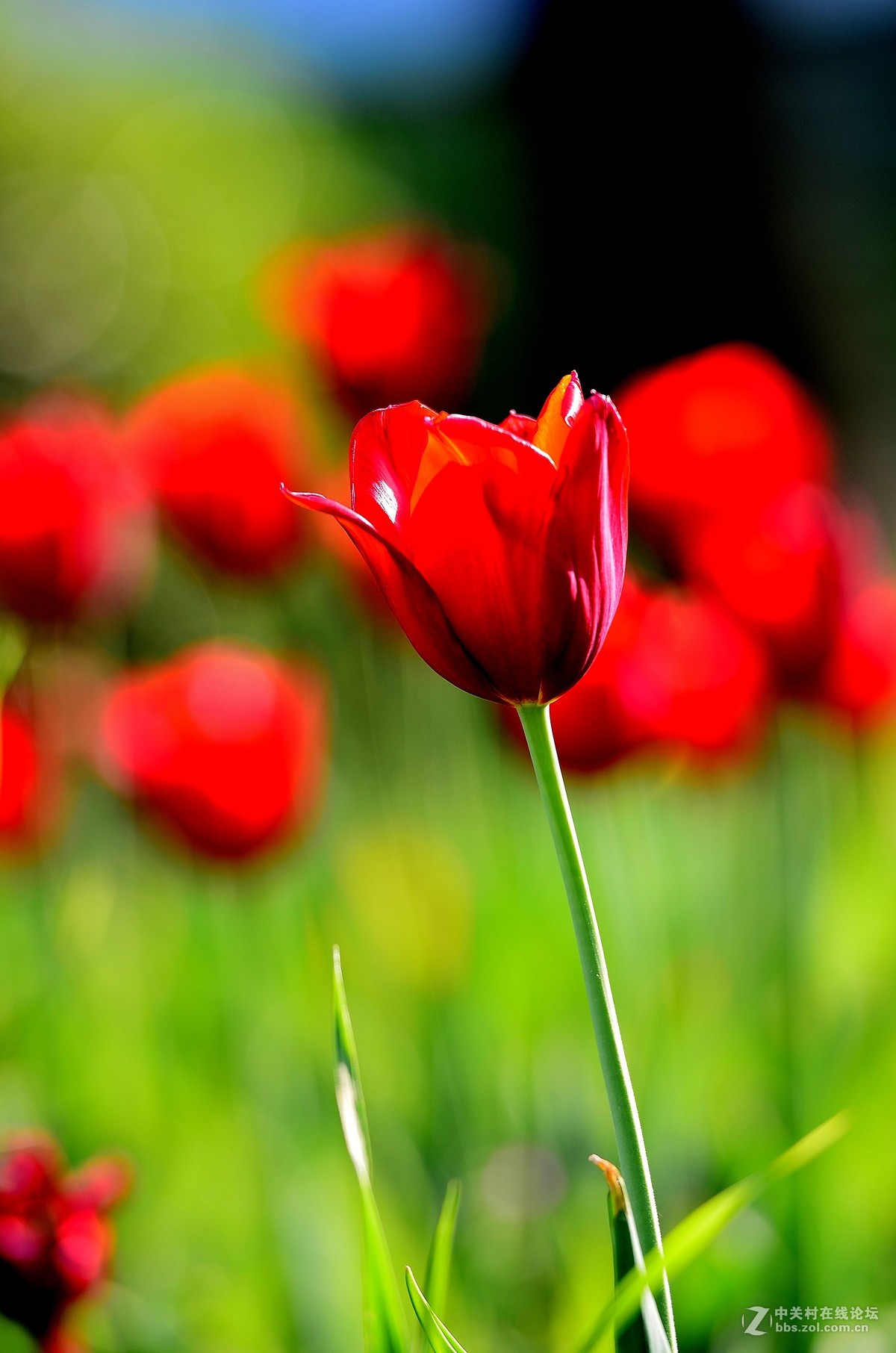 花卉世界160-盛开的郁金香