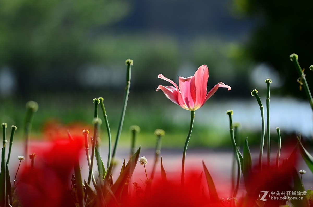 花卉世界160-盛开的郁金香