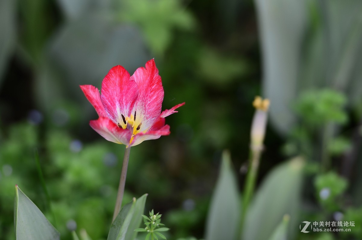 花卉世界160-盛开的郁金香