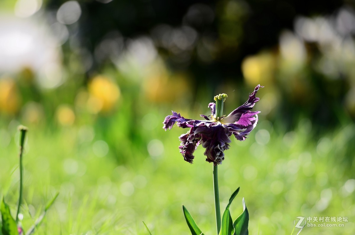 花卉世界151-盛开的郁金香