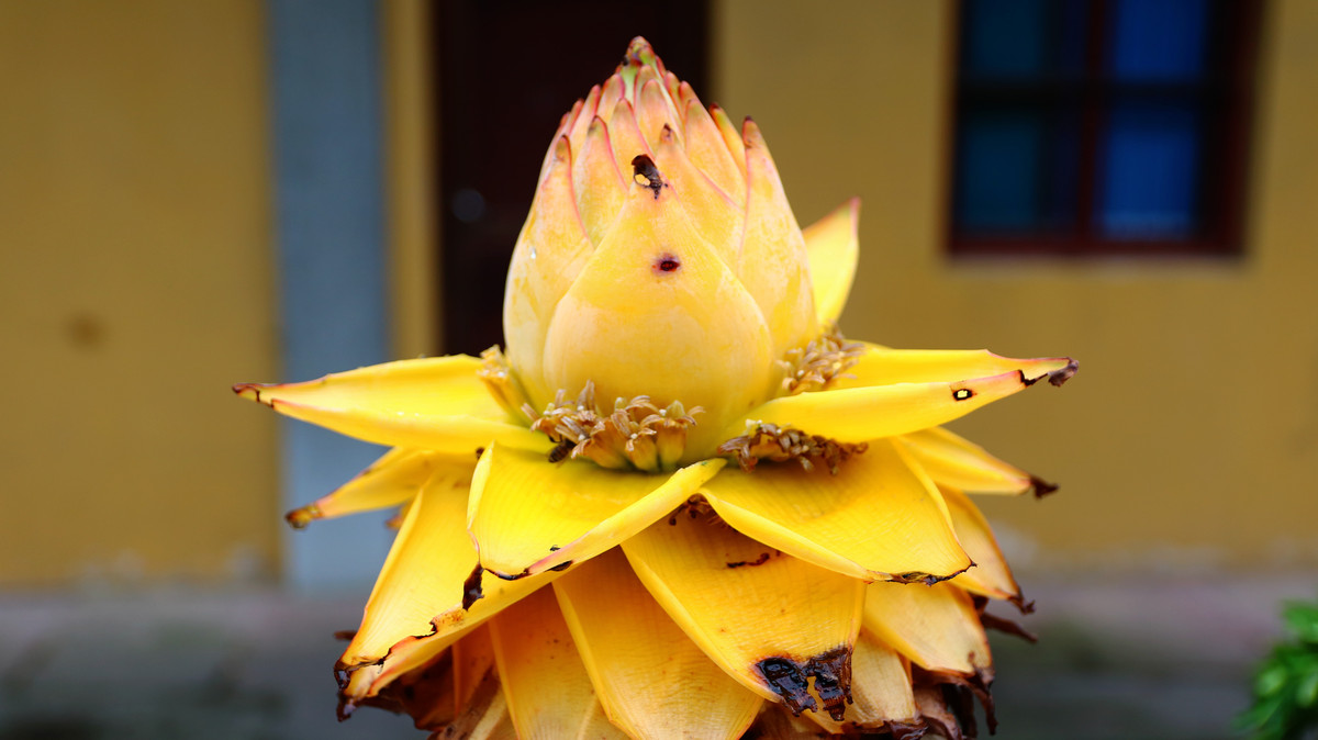 佛法无边，地涌金莲