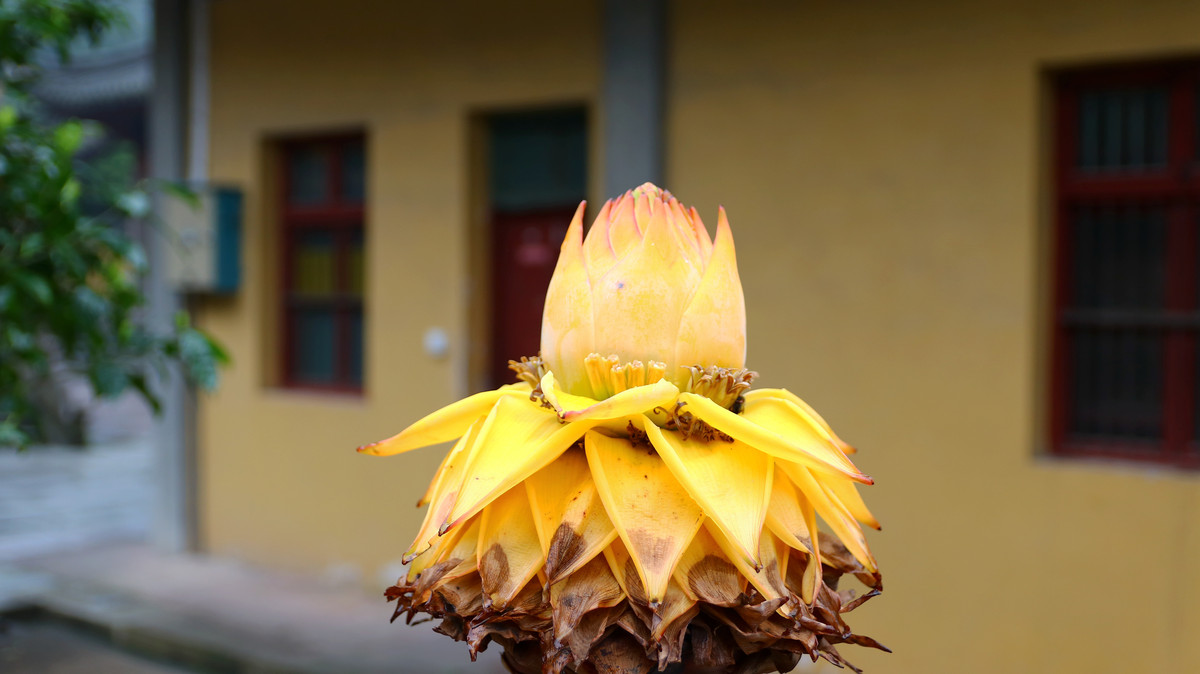 佛法无边，地涌金莲