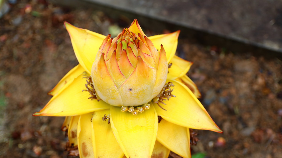 佛法无边，地涌金莲