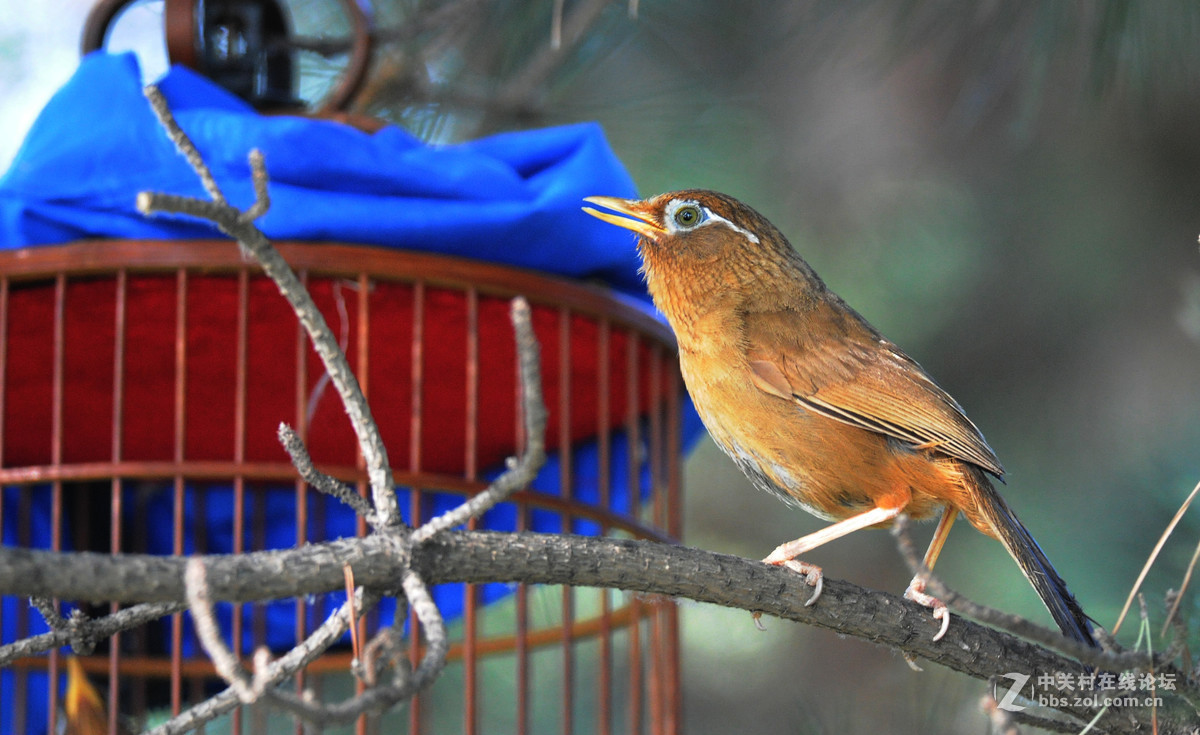 D700-300-4D-1.7增倍镜拍摄【鸟笼外的来访者-打架】
