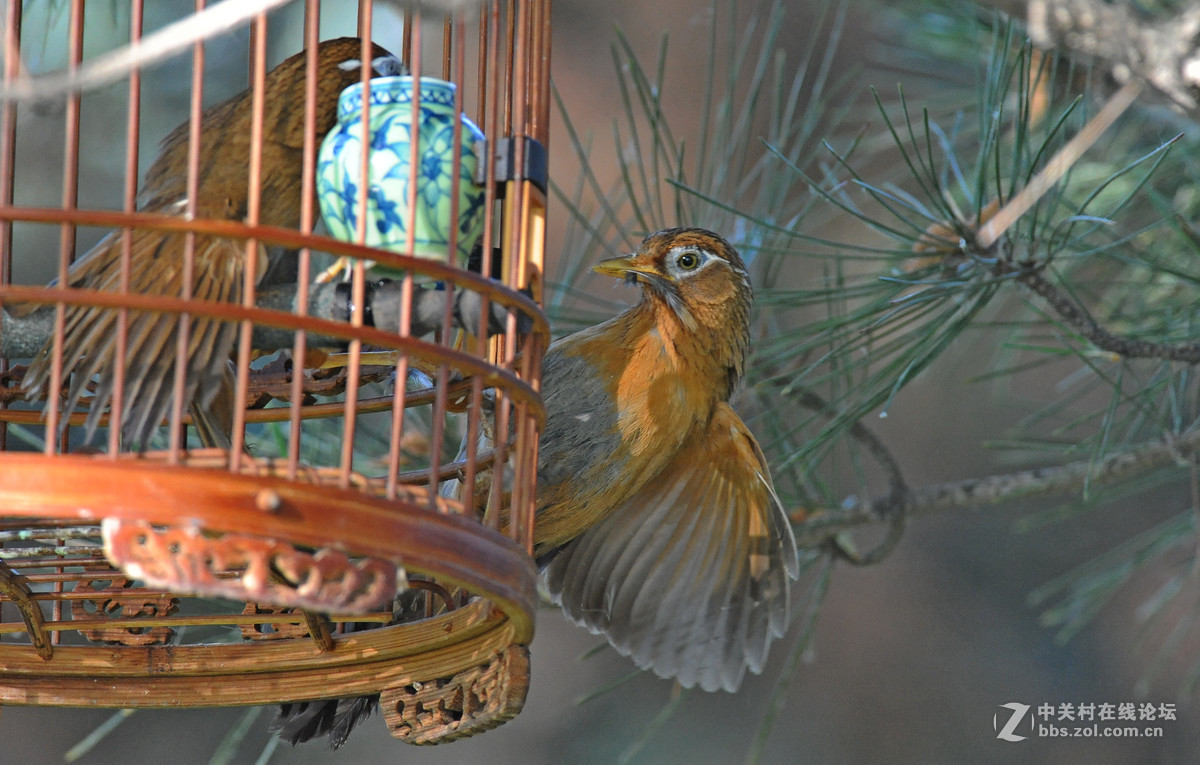 D700-300-4D-1.7增倍镜拍摄【鸟笼外的来访者-打架】
