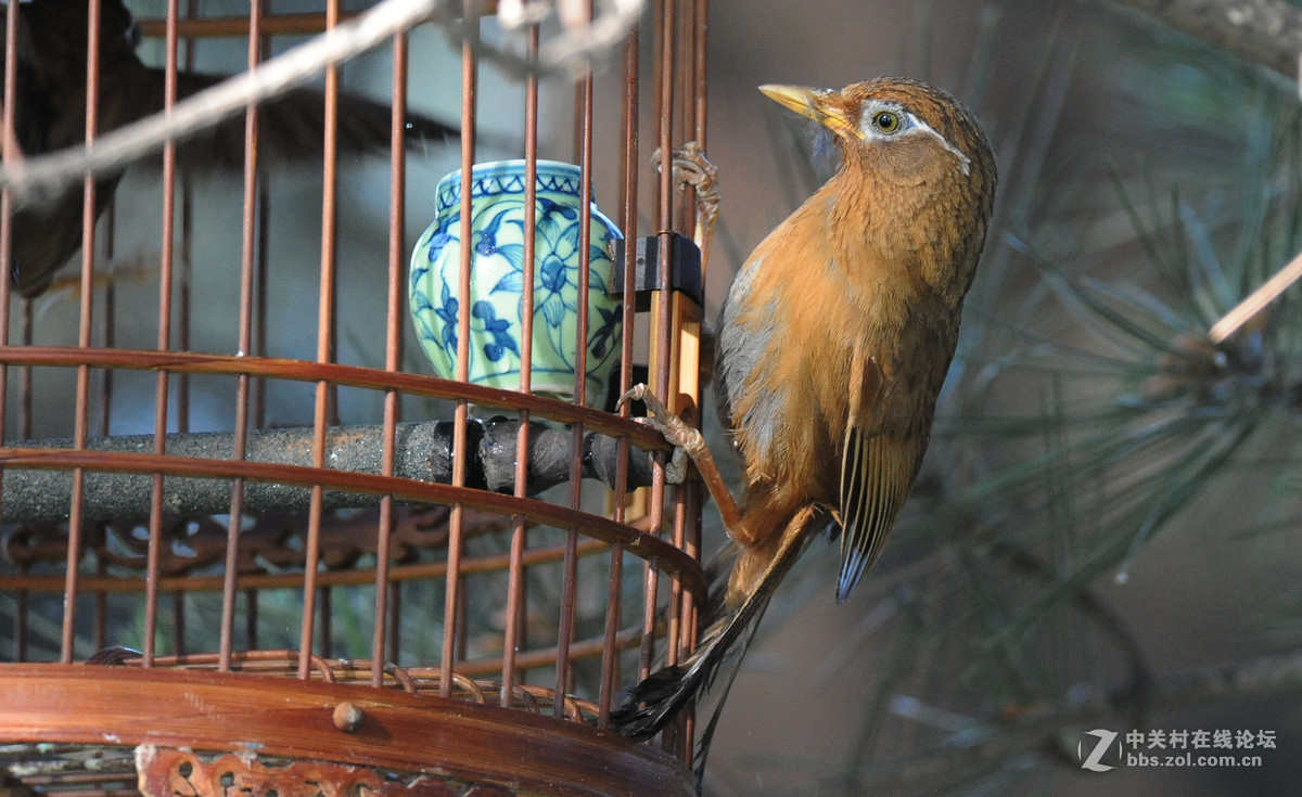 D700-300-4D-1.7增倍镜拍摄【鸟笼外的来访者-打架】