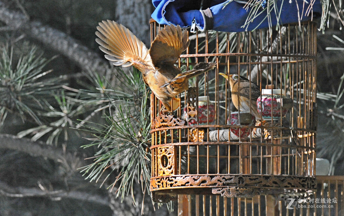 D700-300-4D-1.7增倍镜拍摄【鸟笼外的来访者-打架】