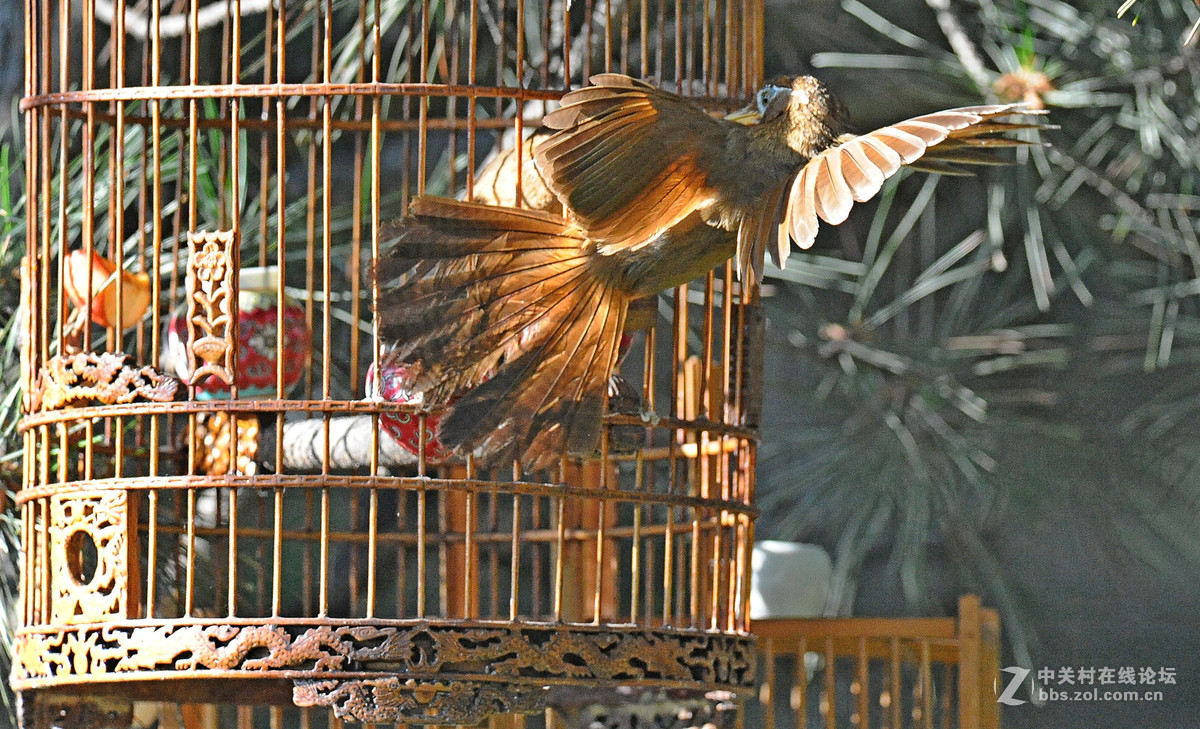 D700-300-4D-1.7增倍镜拍摄【鸟笼外的来访者-打架】