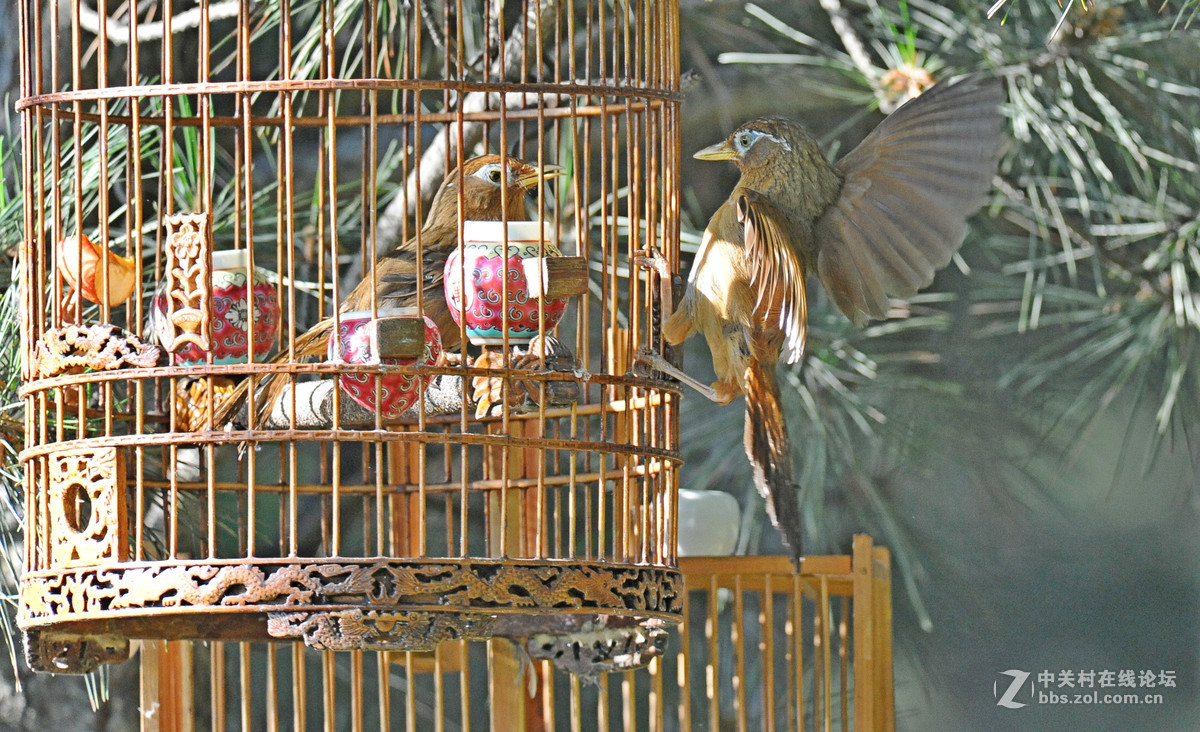 D700-300-4D-1.7增倍镜拍摄【鸟笼外的来访者-打架】