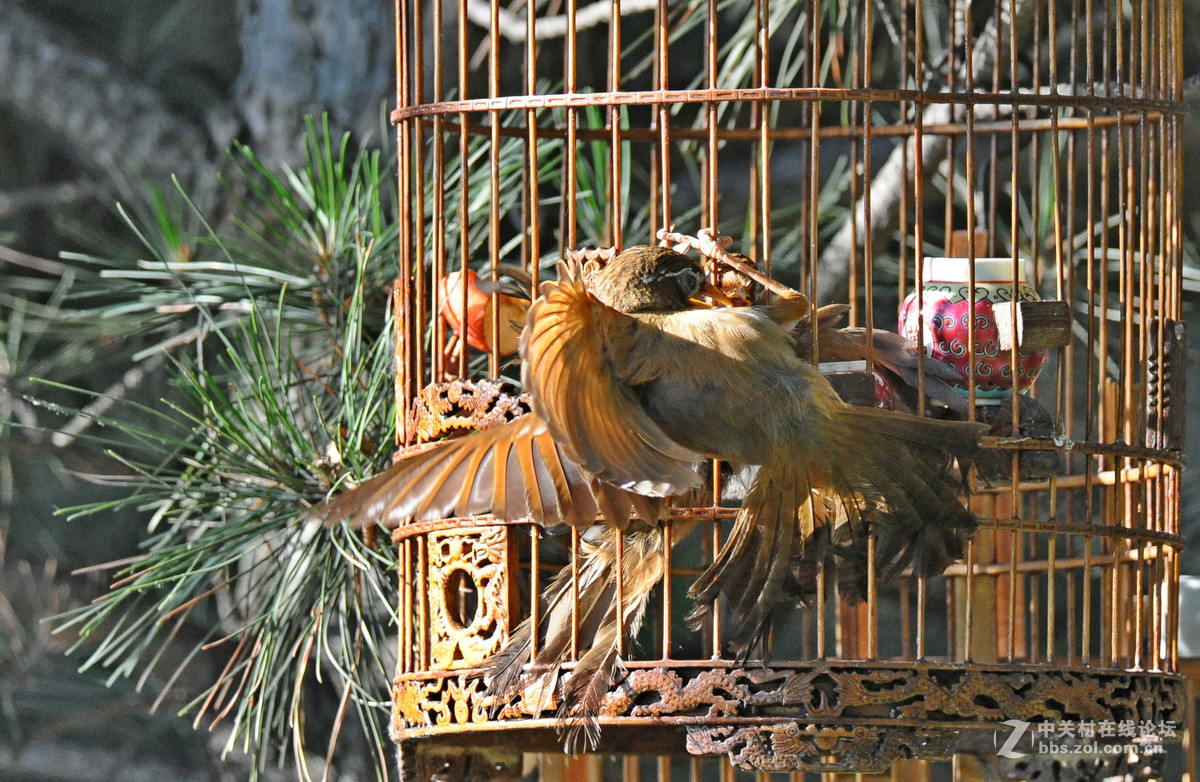D700-300-4D-1.7增倍镜拍摄【鸟笼外的来访者-打架】