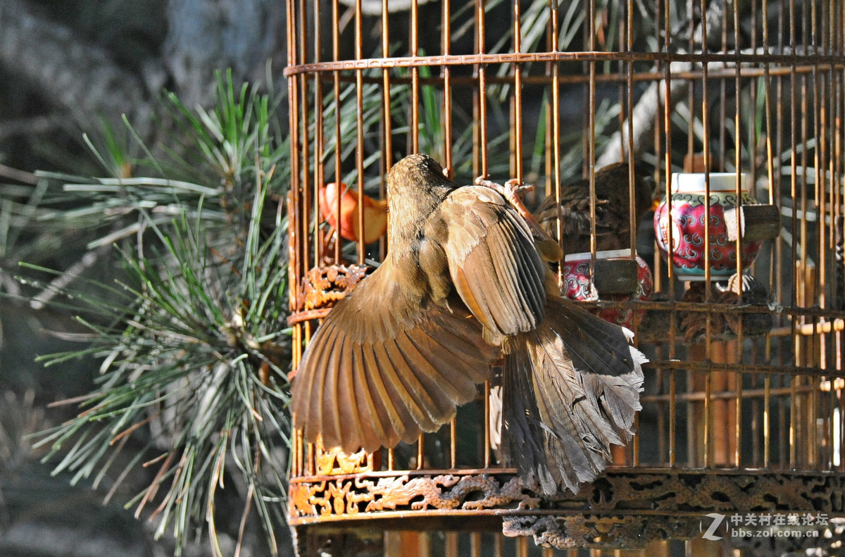 D700-300-4D-1.7增倍镜拍摄【鸟笼外的来访者-打架】